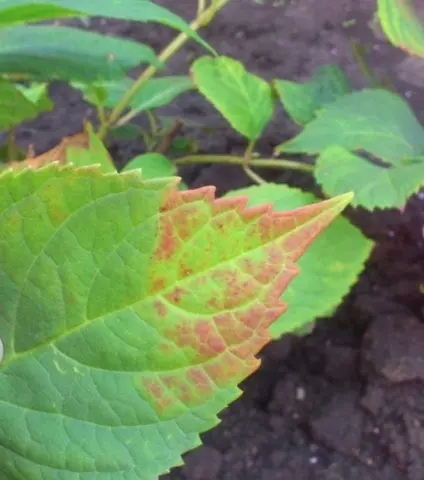 Hydrangea Royal Red: description, planting and care, reproduction