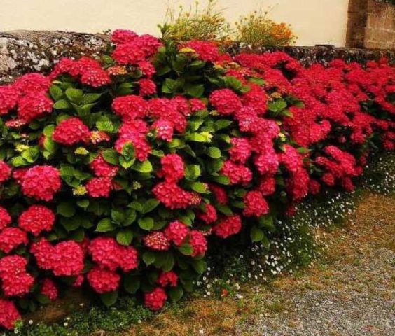 Hydrangea Royal Red: description, planting and care, reproduction