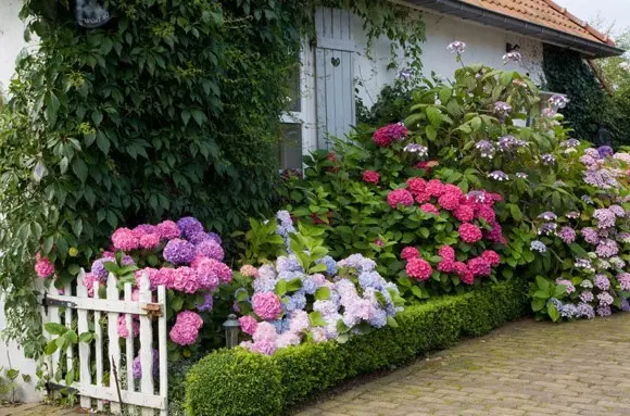 Hydrangea Royal Red: description, planting and care, reproduction