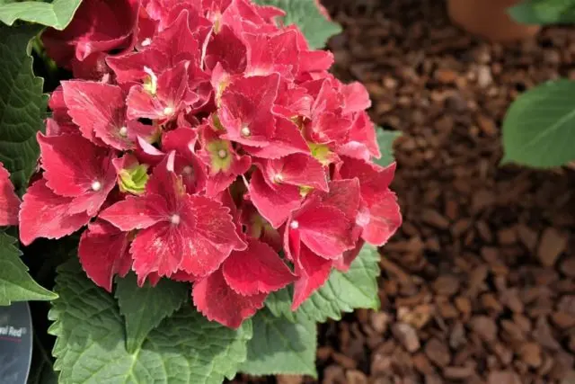 Hydrangea Royal Red: description, planting and care, reproduction