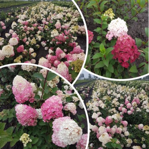 Hydrangea Samara Lydia: photo and description of the variety, planting and care, reviews