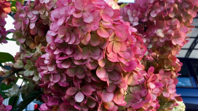 Hydrangea Samara Lydia: photo and description of the variety, planting and care, reviews