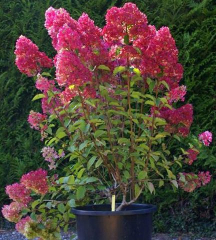 Hydrangea Samara Lydia: photo and description of the variety, planting and care, reviews