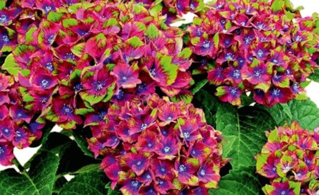 Hydrangea Schloss Wackerbarth: reviews, planting and care, photos