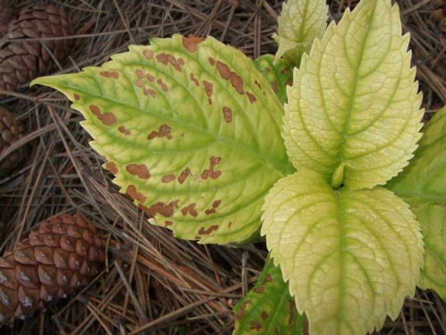 Hydrangea Schloss Wackerbarth: reviews, planting and care, photos