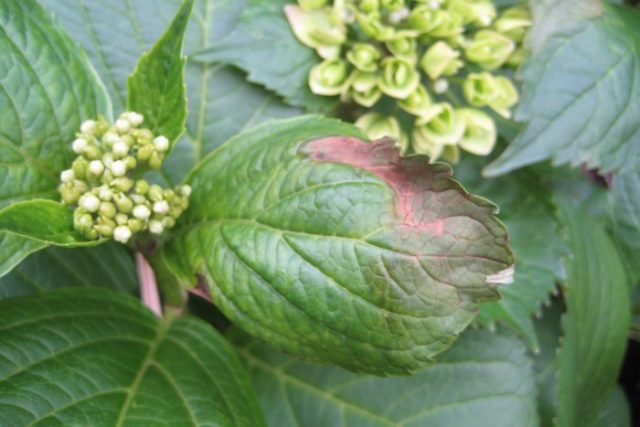 Hydrangea Schloss Wackerbarth: reviews, planting and care, photos