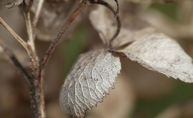 Hydrangea Schloss Wackerbarth: reviews, planting and care, photos