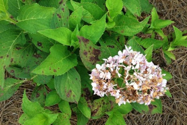 Hydrangea Schloss Wackerbarth: reviews, planting and care, photos