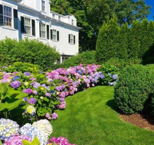 Hydrangea Schloss Wackerbarth: reviews, planting and care, photos