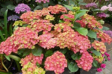 Hydrangea Schloss Wackerbarth: reviews, planting and care, photos