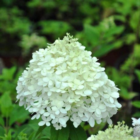 Hydrangea Selection: photo and description, planting and care, reviews