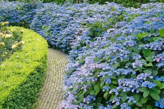 Hydrangea serrata Bluebird: reviews, planting and care, photos