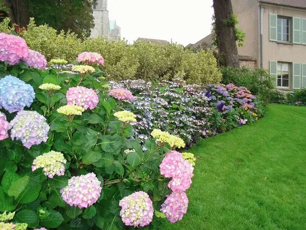 Hydrangea serrata Bluebird: reviews, planting and care, photos