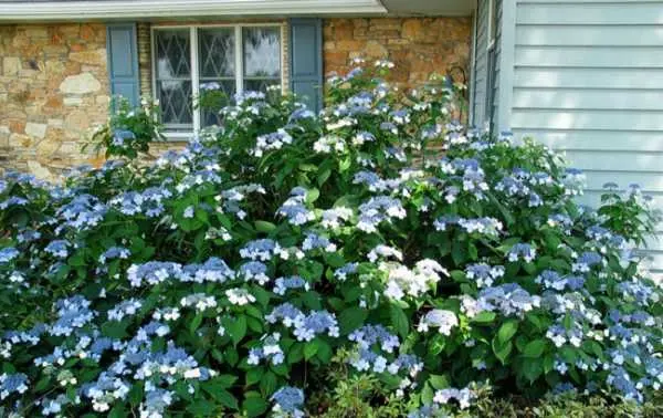 Hydrangea serrata Bluebird: reviews, planting and care, photos