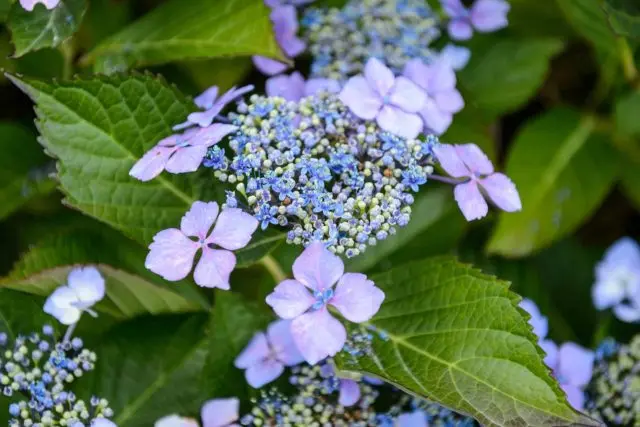 Hydrangea serrata Bluebird: reviews, planting and care, photos