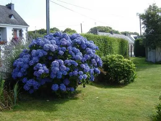 Hydrangea serrata Bluebird: reviews, planting and care, photos