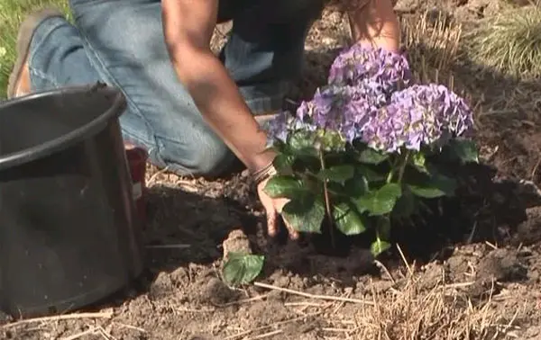 Hydrangea serrata Bluebird: reviews, planting and care, photos