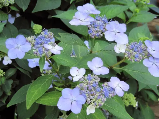 Hydrangea serrata Bluebird: reviews, planting and care, photos