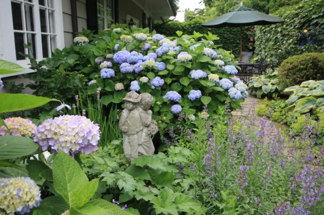 Hydrangea serrate: varieties with photos and names, reviews