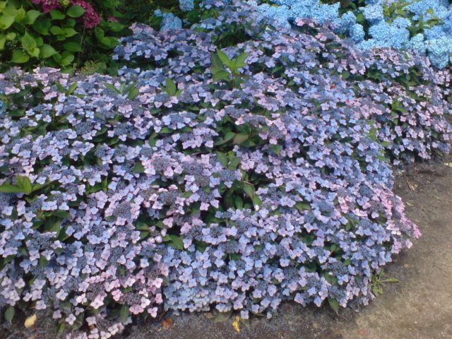 Hydrangea serrate: varieties with photos and names, reviews