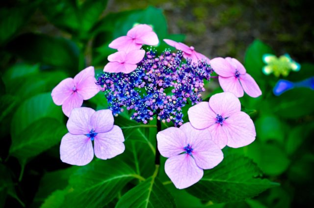 Hydrangea serrate: varieties with photos and names, reviews