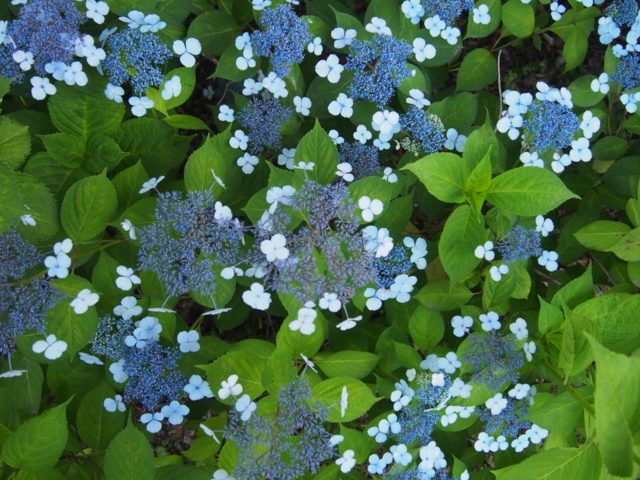 Hydrangea serrate: varieties with photos and names, reviews