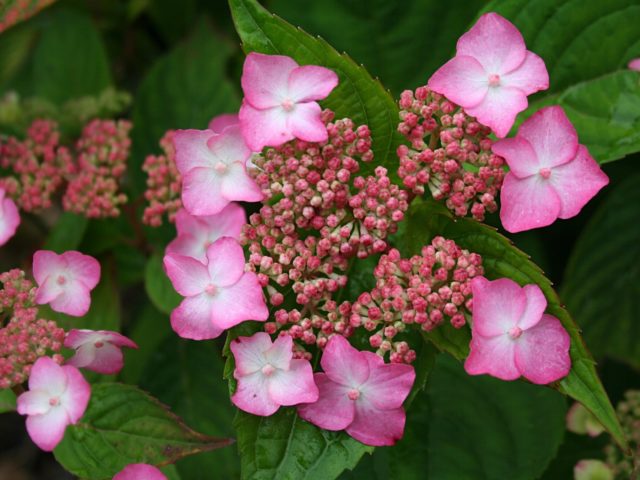 Hydrangea serrate: varieties with photos and names, reviews