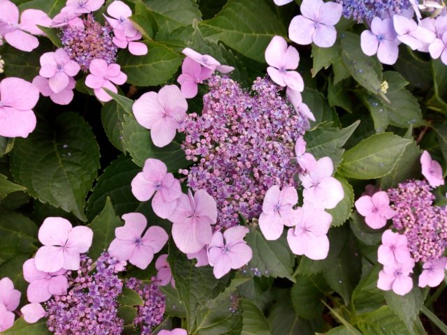 Hydrangea serrate: varieties with photos and names, reviews