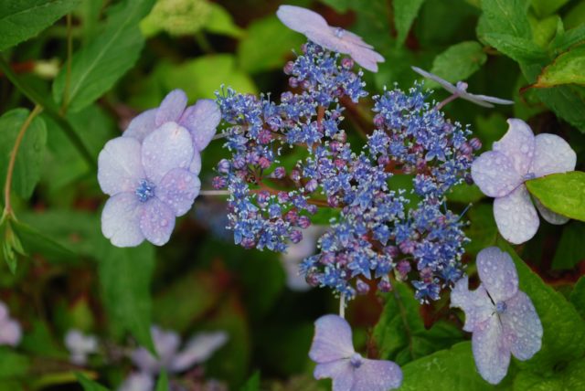 Hydrangea serrate: varieties with photos and names, reviews