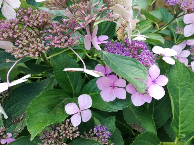 Hydrangea serrate: varieties with photos and names, reviews