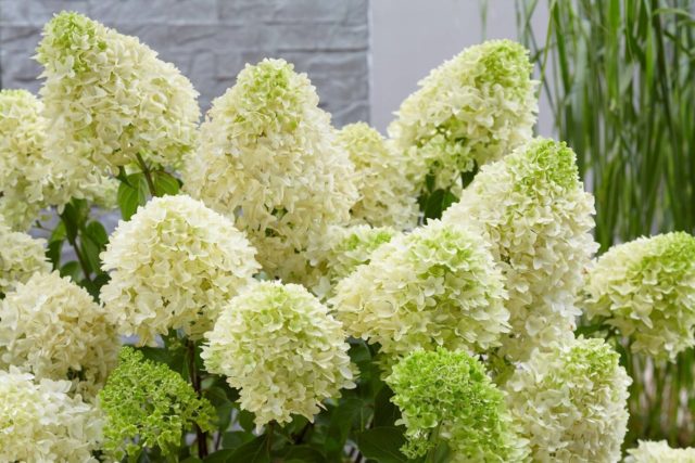 Hydrangea Skyfall: description, planting and care, photo