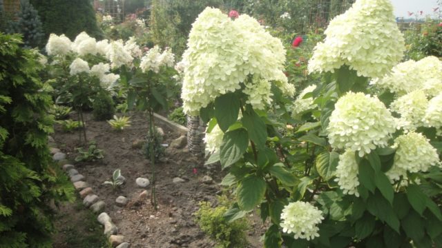 Hydrangea Skyfall: description, planting and care, photo