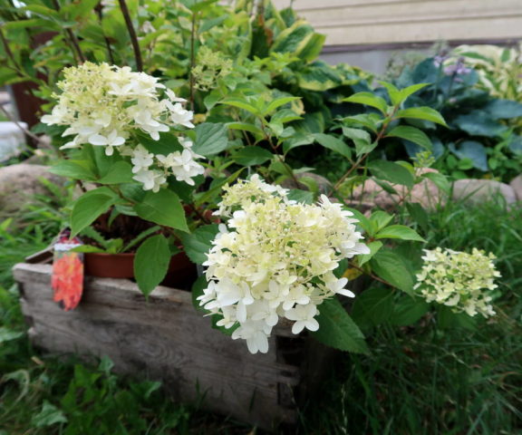 Hydrangea Skyfall: description, planting and care, photo