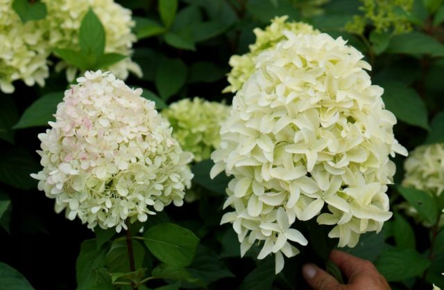 Hydrangea Skyfall: description, planting and care, photo