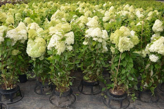 Hydrangea Skyfall: description, planting and care, photo