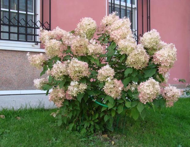 Hydrangea Summer Love: description, planting and care