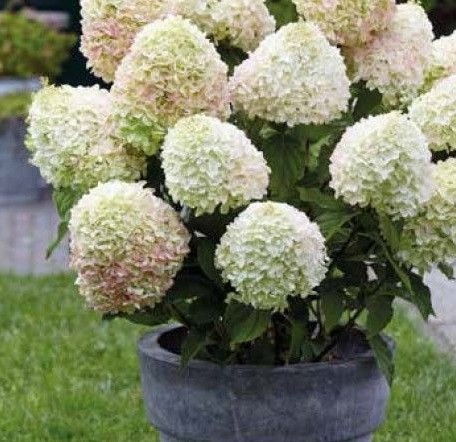 Hydrangea Summer Love: description, planting and care