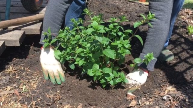 Hydrangea Summer Love: description, planting and care