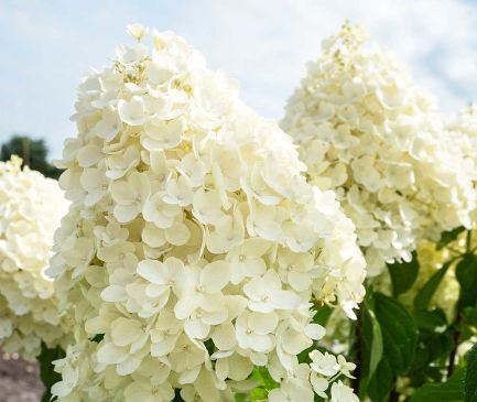 Hydrangea Summer Snow: description, planting and care, photo