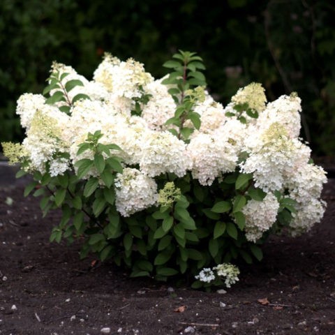 Hydrangea Summer Snow: description, planting and care, photo