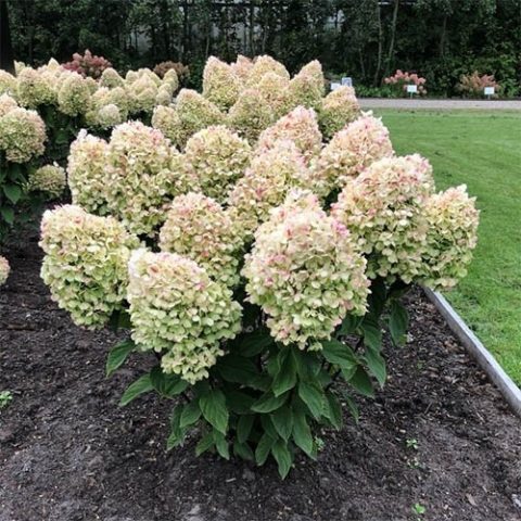 Hydrangea Summer Snow: description, planting and care, photo