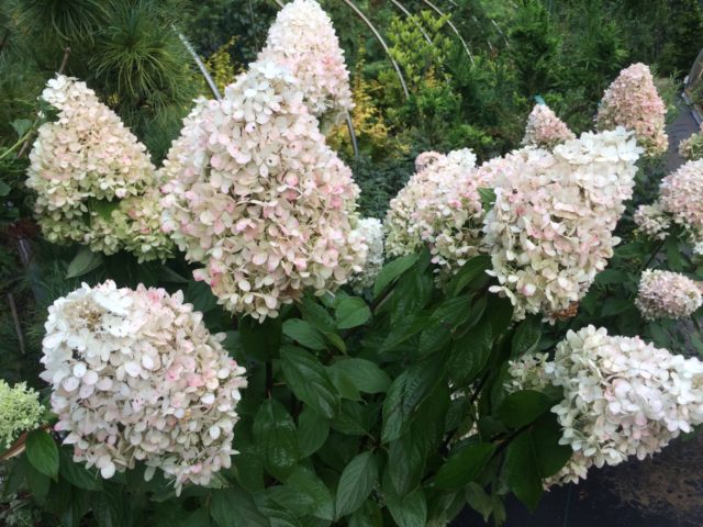 Hydrangea Summer Snow: description, planting and care, photo