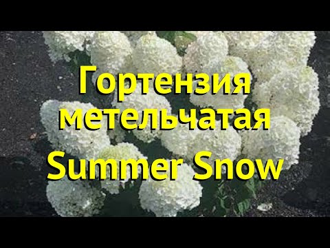 Hydrangea Summer Snow: description, planting and care, photo