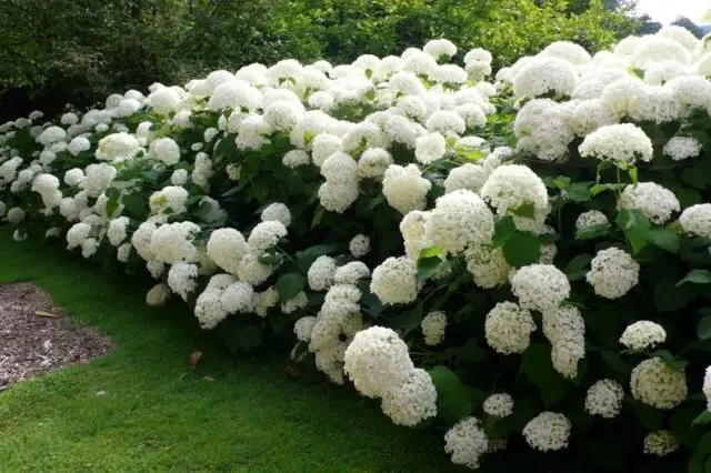 Hydrangea tree Annabel: description and photo, planting, care, reviews