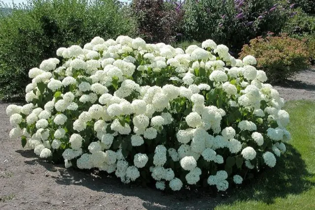 Hydrangea tree Annabel: description and photo, planting, care, reviews