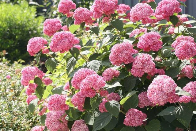 Hydrangea tree Annabel: description and photo, planting, care, reviews