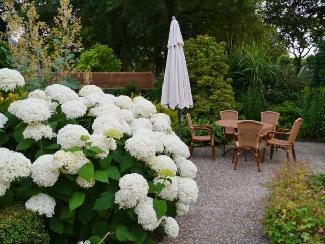 Hydrangea tree Annabel: description and photo, planting, care, reviews