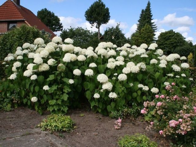 Hydrangea tree Annabel: description and photo, planting, care, reviews