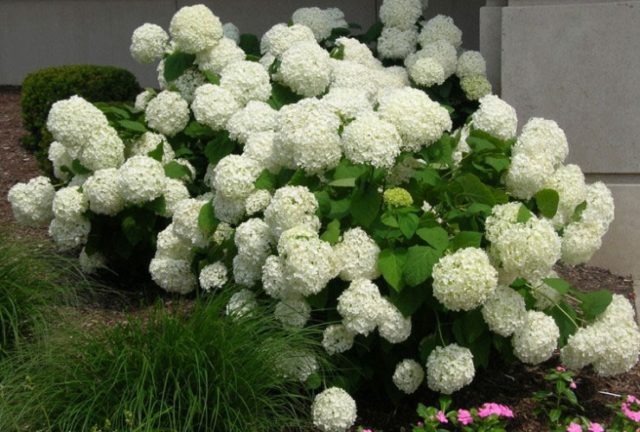 Hydrangea tree Annabel: description and photo, planting, care, reviews