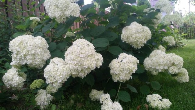 Hydrangea tree Annabel: description and photo, planting, care, reviews